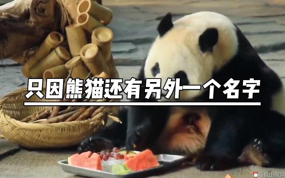 大熊猫看起来呆萌又可爱，为啥老虎狮子宁可挨饿-1.jpg